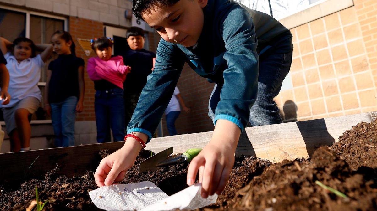 Second-grader Abraham Salazar, 7, plants beet seeds in a raised bed at Sagamore Hill Elementary on Thursday in Fort Worth. Sagamore Hill moved from an F to a B in Fort Worth ISD’s self-reported A-F scores. The school started the garden as a way of reinforcing the concept of growth.