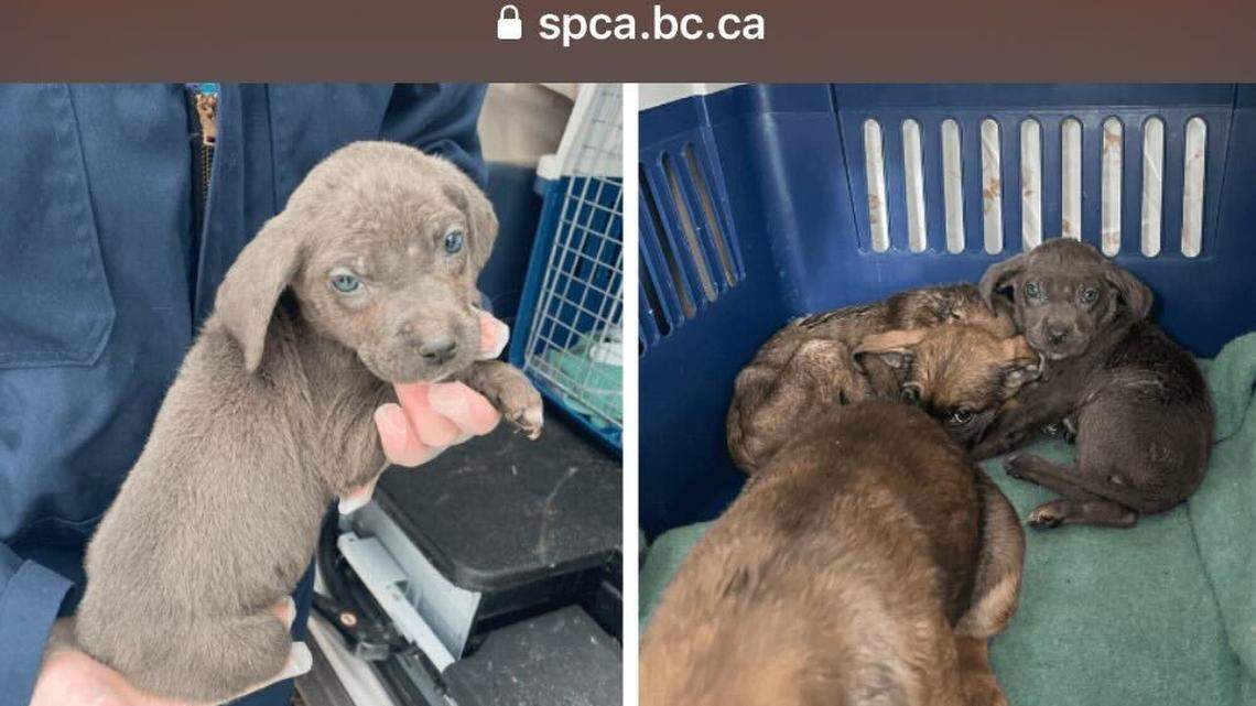 The rescued puppies.