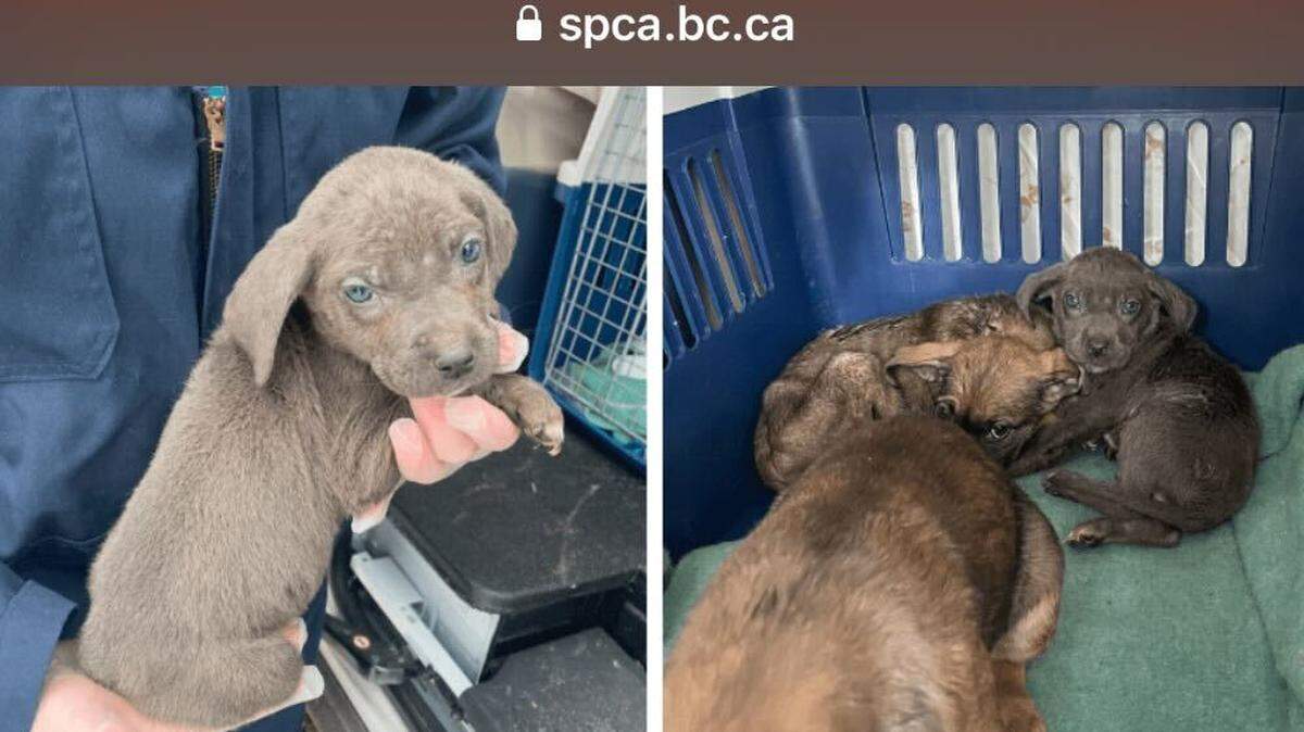 The rescued puppies.