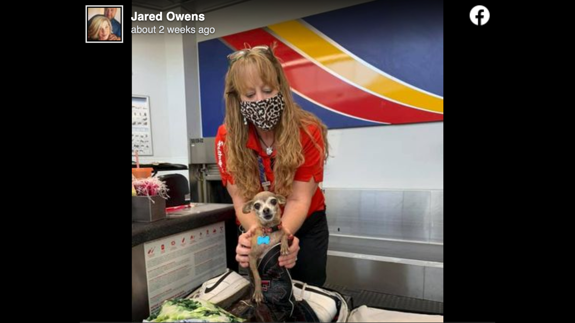 Jared and Kristi Owens’ chihuahua snuck into their luggage before a recent flight in Texas.