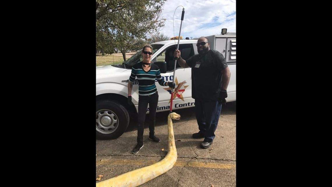 The two photos posted on Monday evening to Facebook show two members of the Animal Control unit posing for a photo with the yellow Burmese Python. Desoto police said the snake was deceased when the animal control unit arrived on the scene at I-35 East at Pleasant Run.