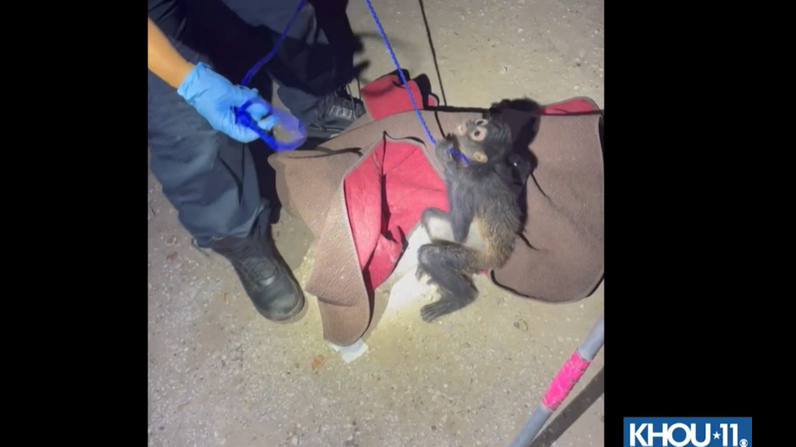 Authorities were able to capture the monkey using a leash.