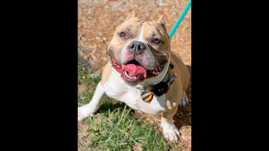 Teacup is known as a “cuddle bug”