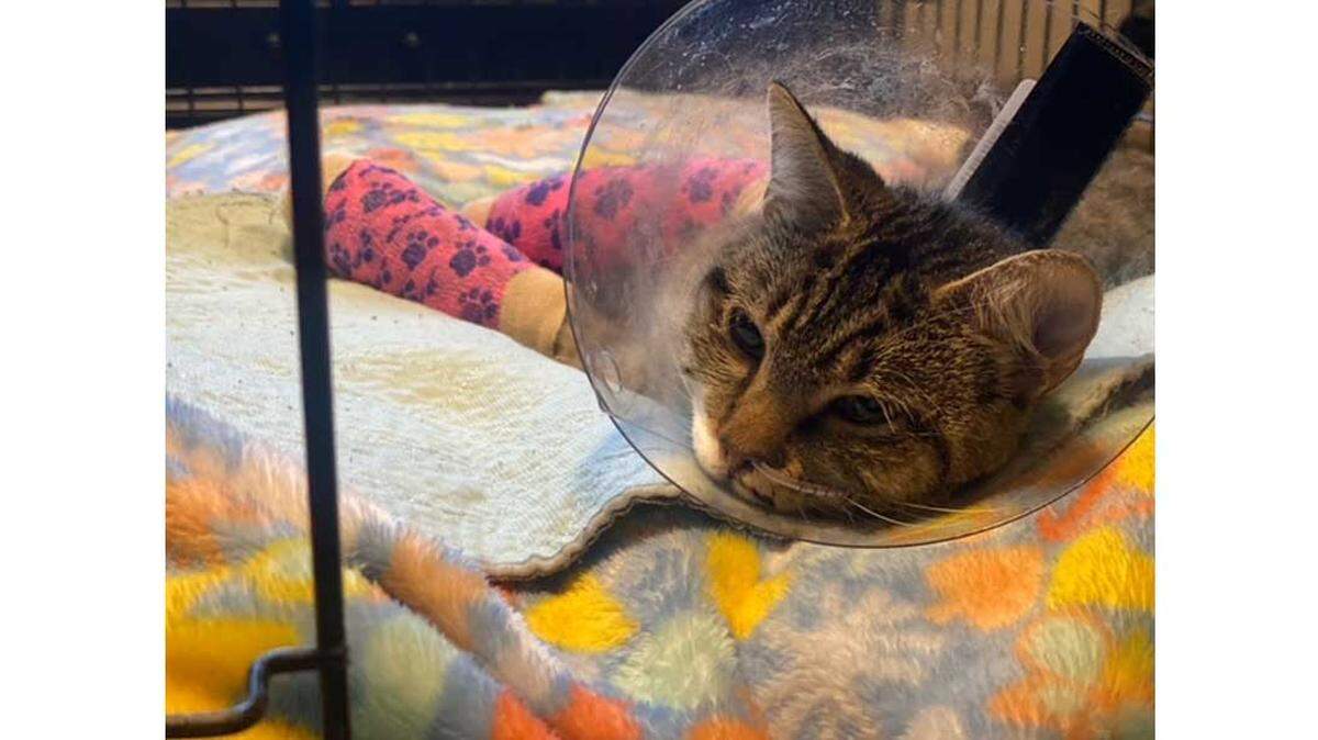 Rue suffered a broken leg, foot and jaw.