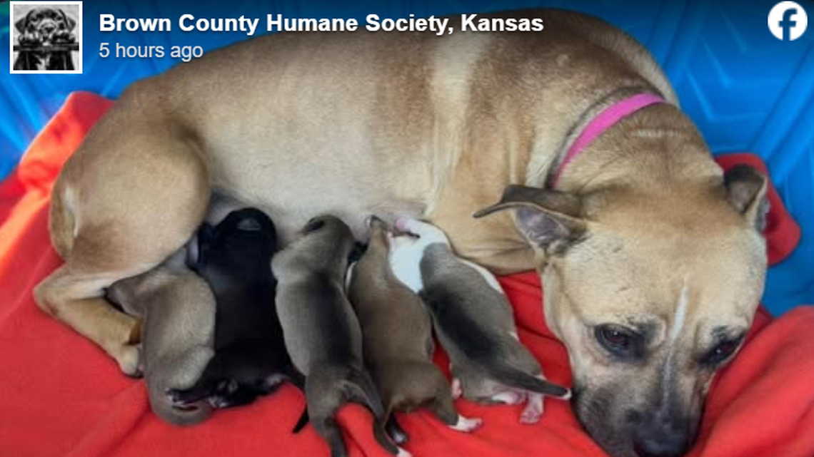 Sweet mama and her babies.