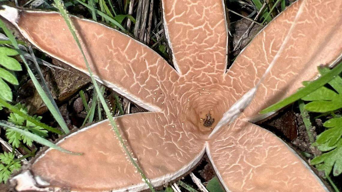 The rare Texas Star Mushroom has been spotted again at Inks Lake State Park, officials say.