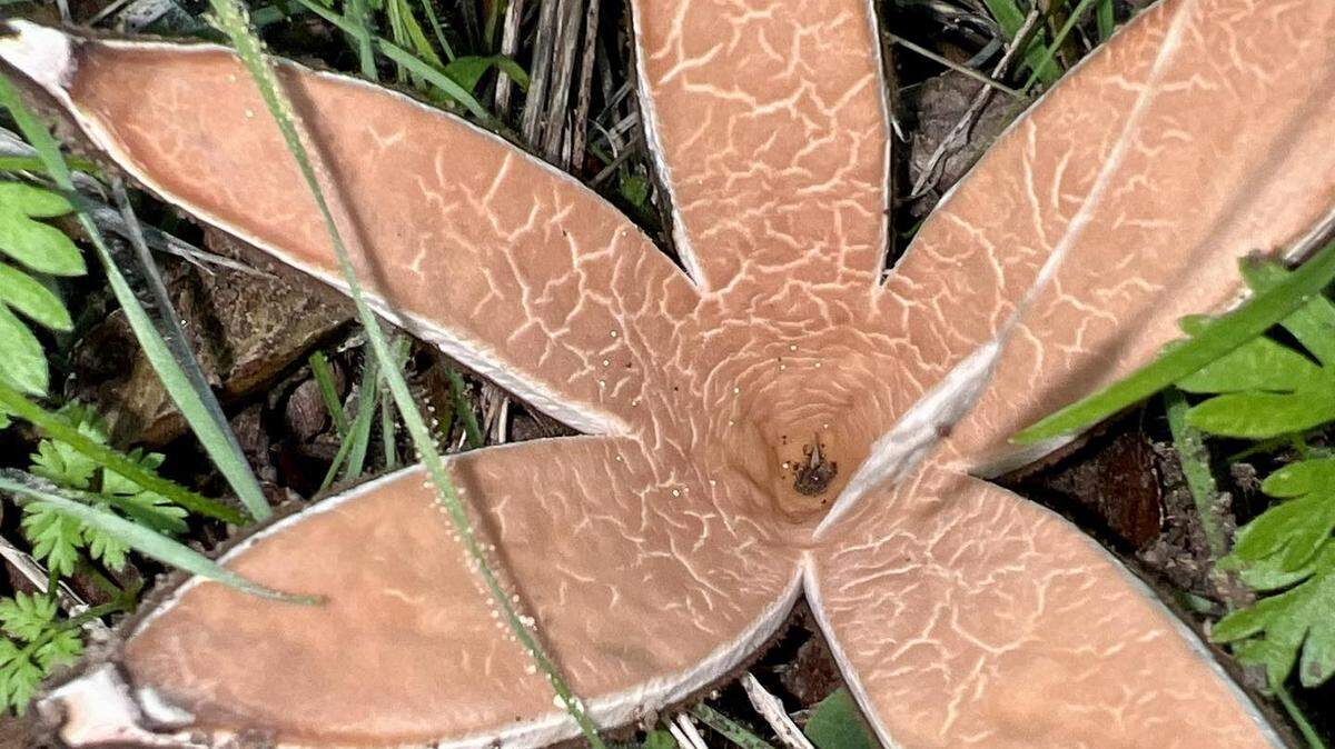 The rare Texas Star Mushroom has been spotted again at Inks Lake State Park, officials say.
