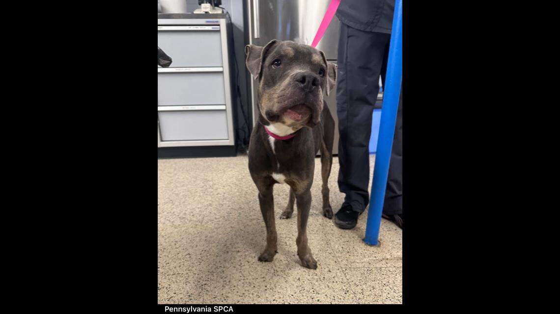 Joyful dog neglected so badly, his body is permanently ‘askew.’ He needs a home