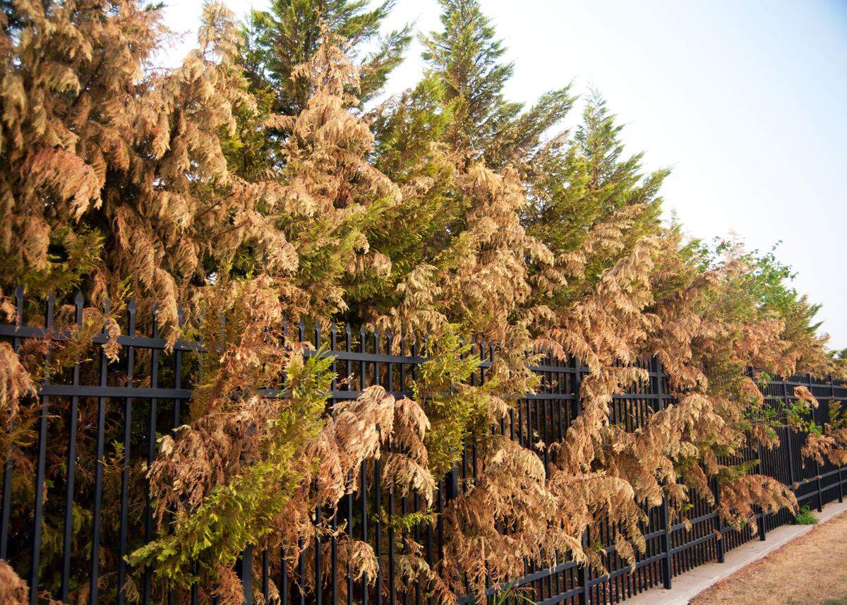 A fungal disease called Seiridium canker attacks Leyland cypress trees.