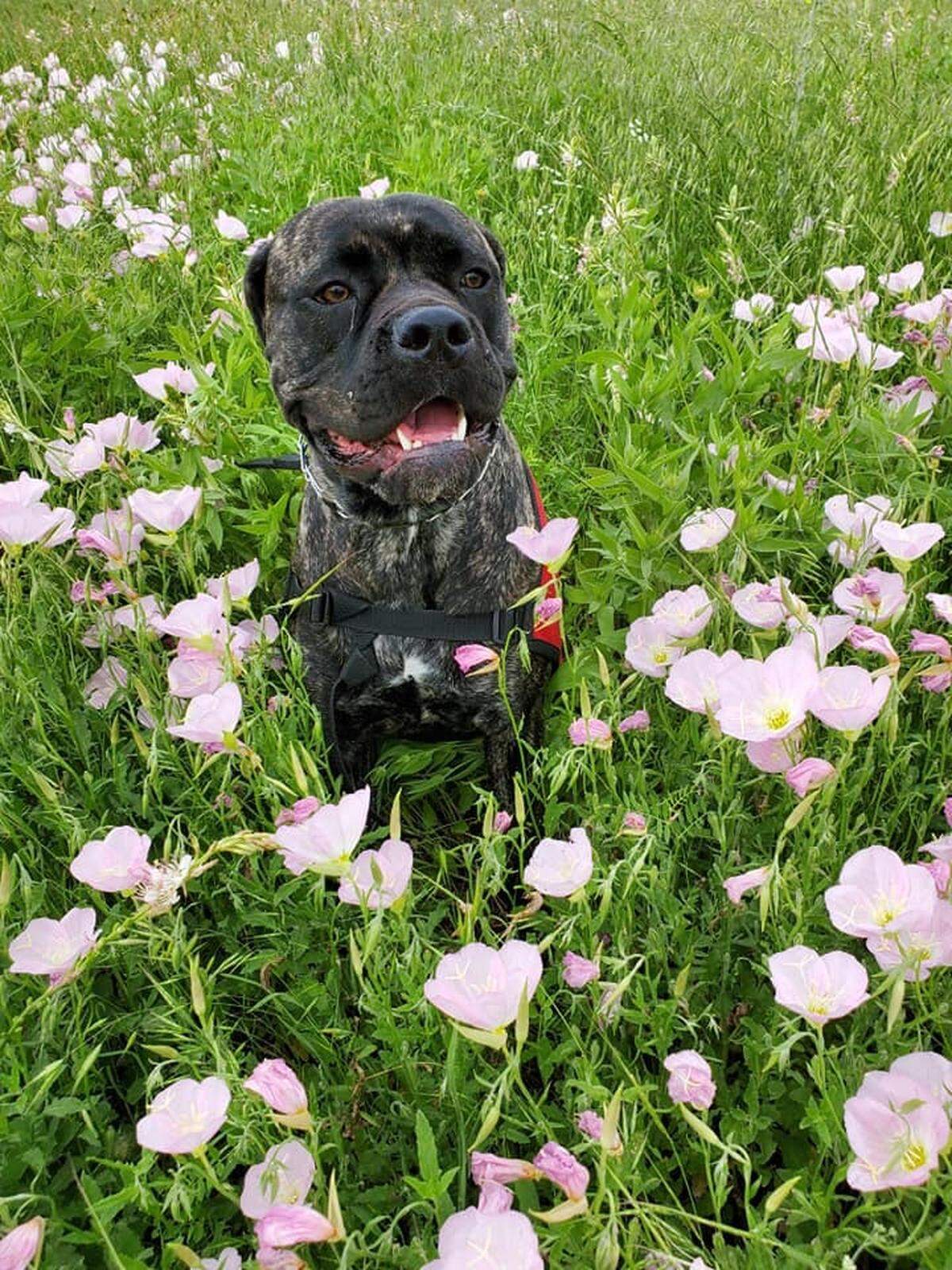 Alice, who was the service dog for military veteran Max Kurtz, was one of three dogs who died in a hot car in Fort Worth on July 24.