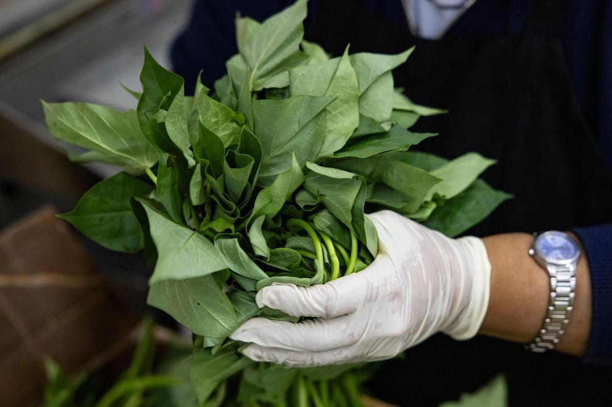 Sweet potato leaves for sale at Nguyen Loi Oriental Supermarket in Haltom City.