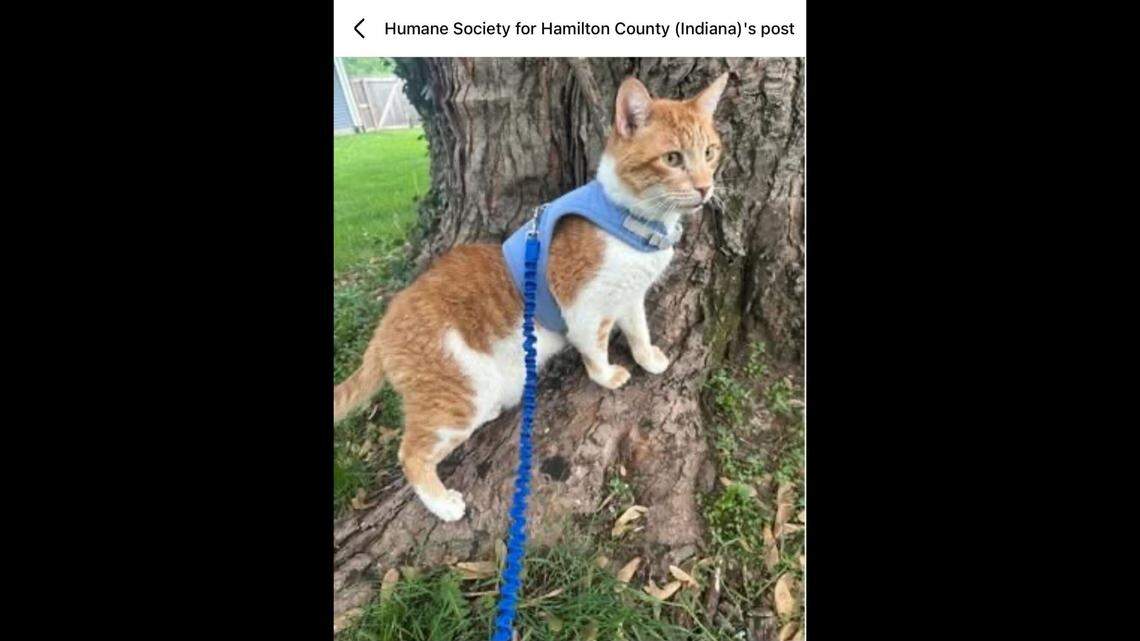 Carrotito exploring the sights.