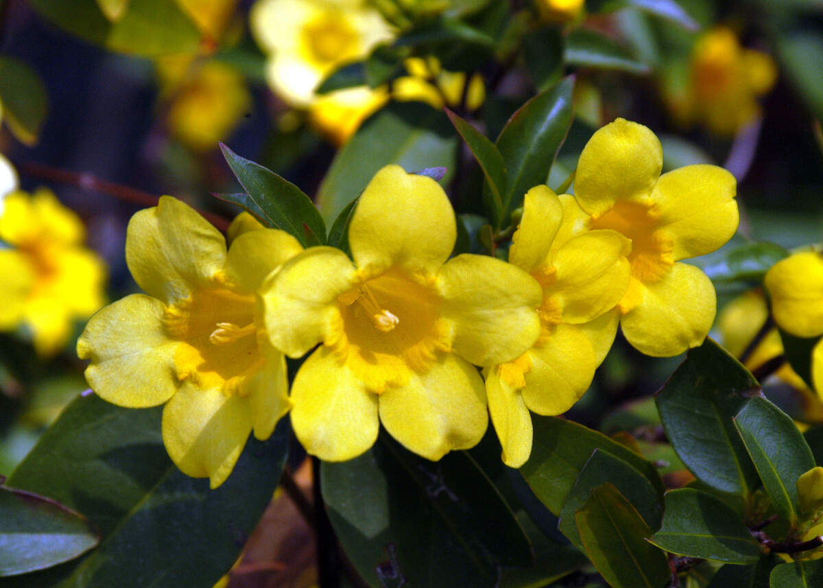 Count Carolina jessamine on a list of Texans favorite fragrances in flowers.