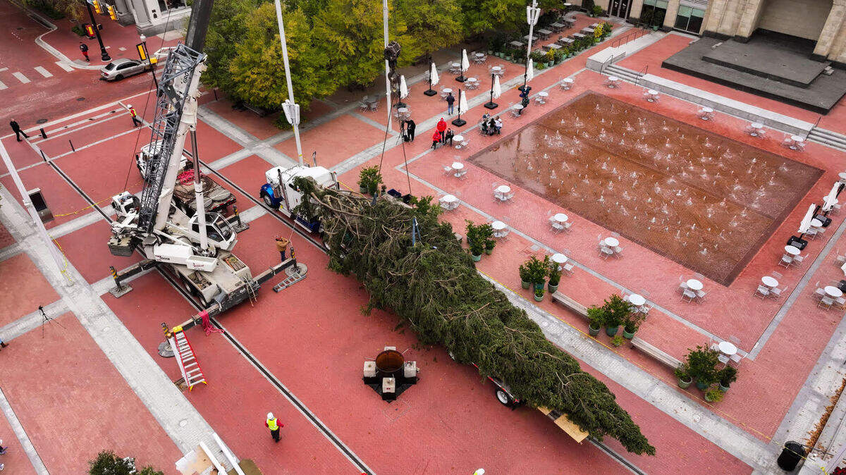 The 78th Annual Fort Worth Community Christmas Tree is an 82-foot Norway Spruce.