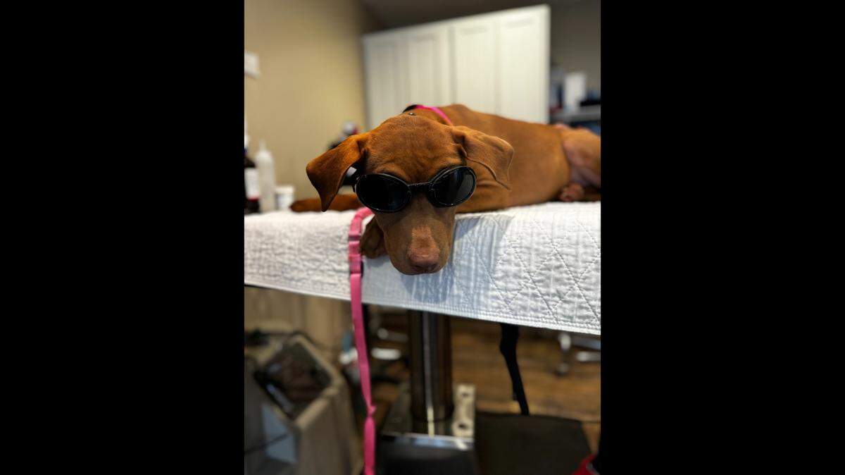 Bumble wearing goggles for his first laser therapy appointment.