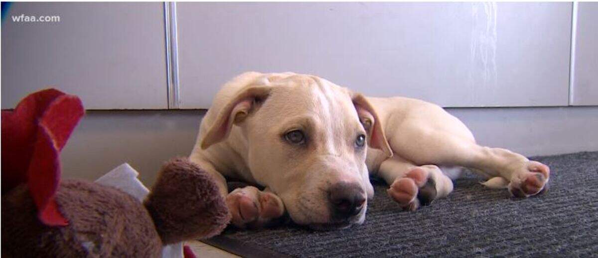 Screenshot of a Labrador-mix puppy thrown out of the driver’s side window onto the road during a Wise County Sheriff’s Office pursuit.