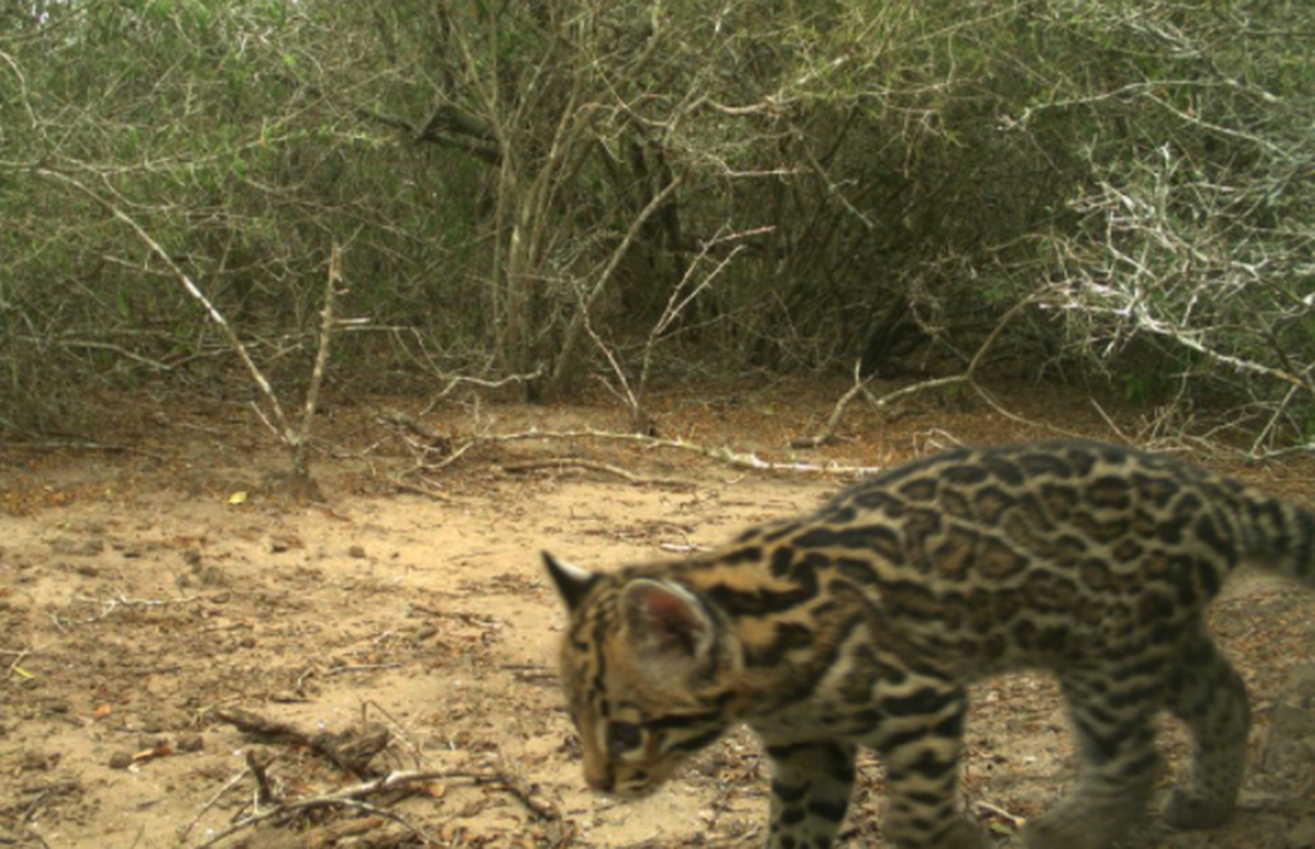 An ocelot kitten was photographed by a trail camera at the Laguna Atascosa National Wildlife Refuge.