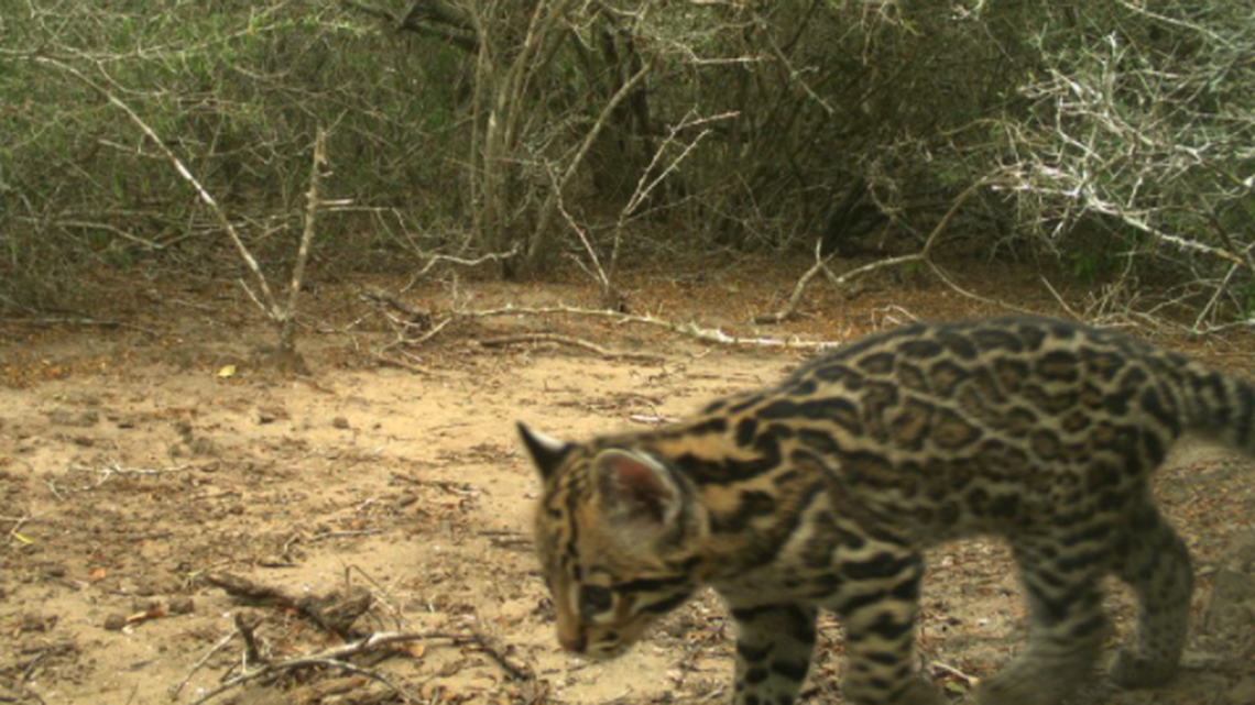 An ocelot kitten was photographed by a trail camera at the Laguna Atascosa National Wildlife Refuge.