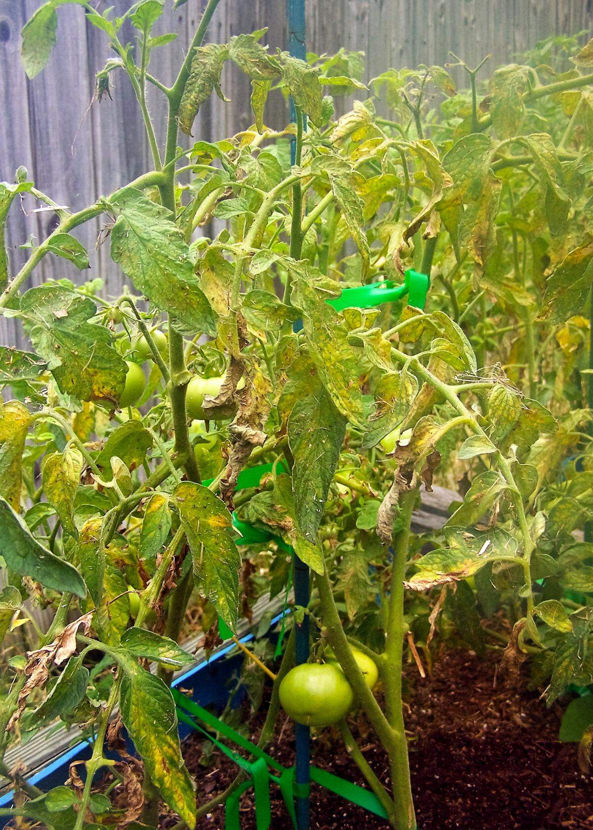 Spider mites (with some early blight mixed in) assault a tomato planting.