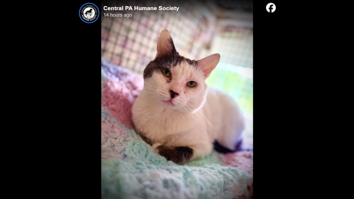 Shelter cat was adopted then tossed out ‘like garbage.’ Now she gets overlooked