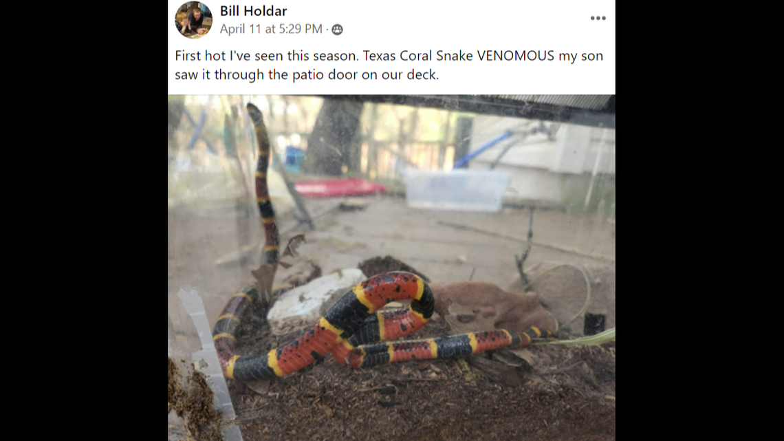 A Texas man captured a highly venomous snake after his son spotted it at their home.