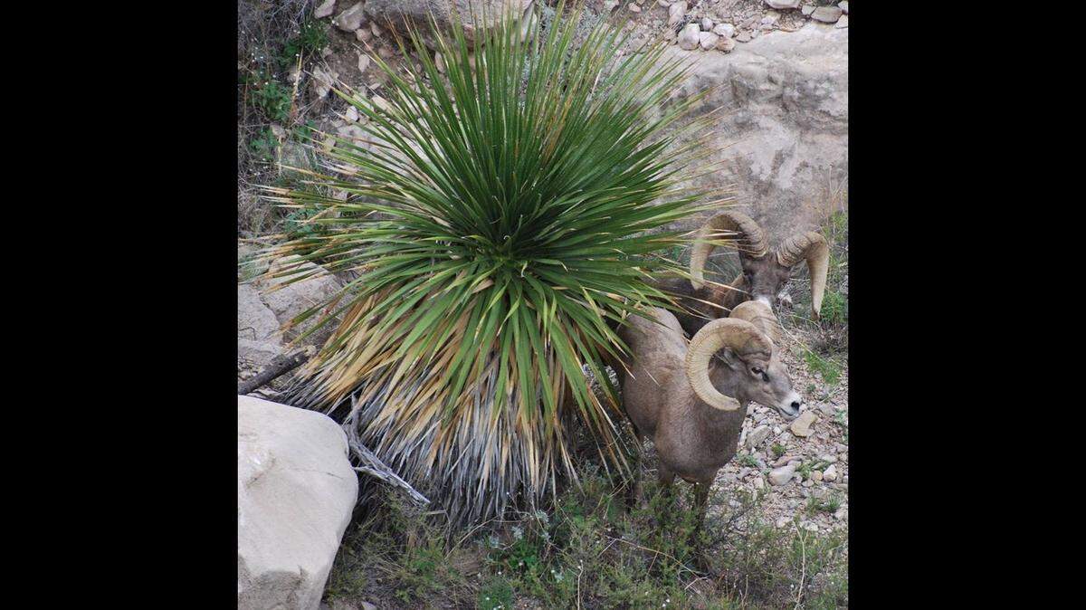 At the time of the crash, the group was surveying desert big horn sheep on the Black Gap Wildlife Management Area, the department said. The desert bighorn sheep pictured were photographed in another park.