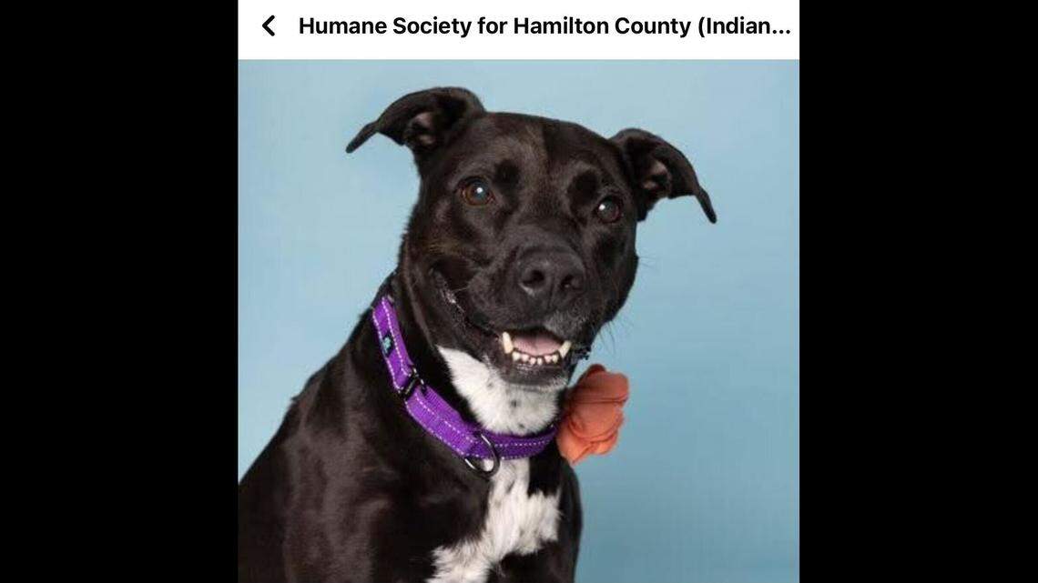 Sammie is just patiently waiting for someone to notice her