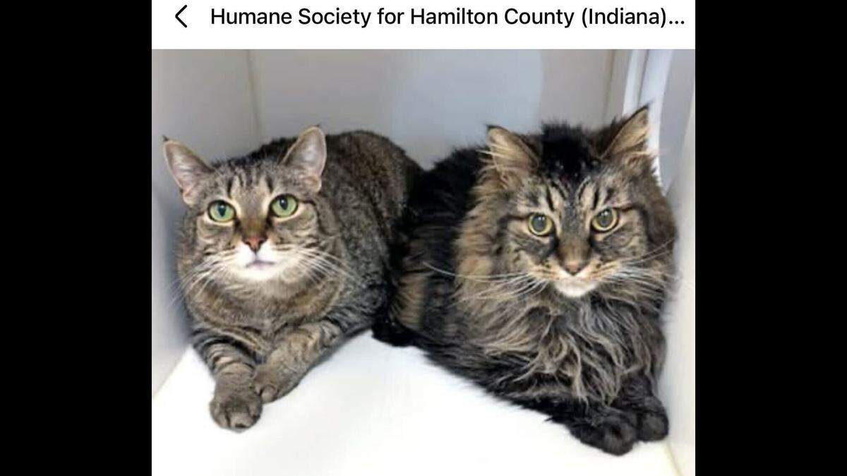The bonded besties need to find a new home together.