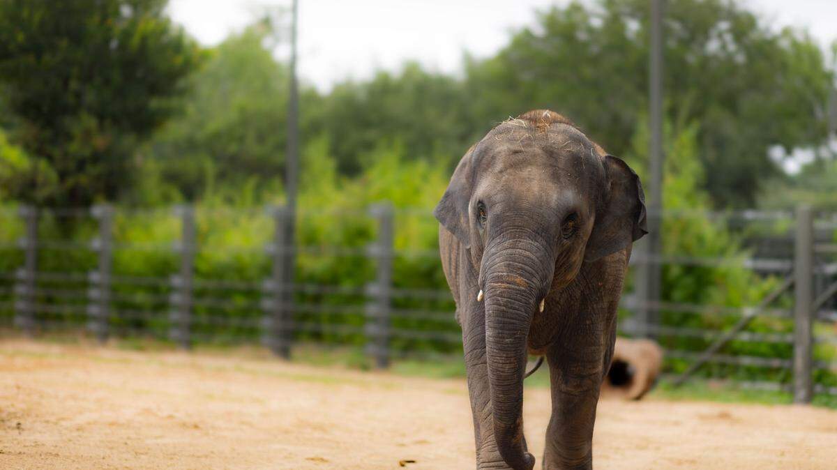 Brazos, a two-year-old Asian elephant calf at the Fort Worth Zoo has received the endotheliotropic herpesvirus (EEHV) mRNA vaccine that will be used to stave off a deadly disease.