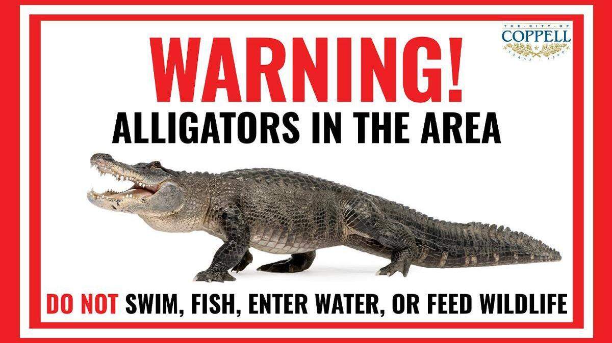 The city of Coppell has issued a warning following the confirmed sighting of an alligator in the northeastern portion of the city.