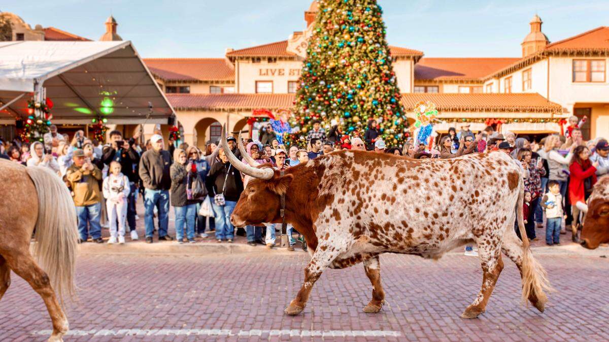 The Fort Worth Herd passes the Christmas tree at the Livestock Exchange Building in the Fort Worth Stockyards.