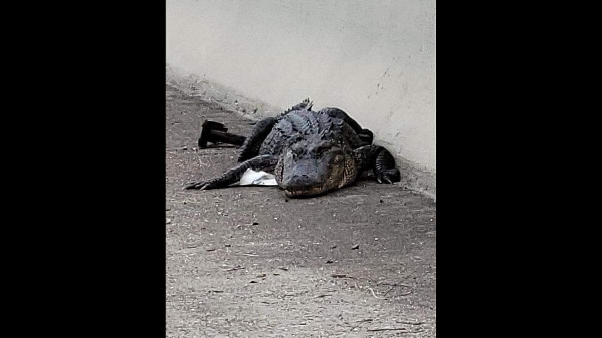 An alligator blocked traffic on the Fred Hartman Bridge in the Houston area Wednesday afternoon just hours after a cow had to be removed from an area freeway.