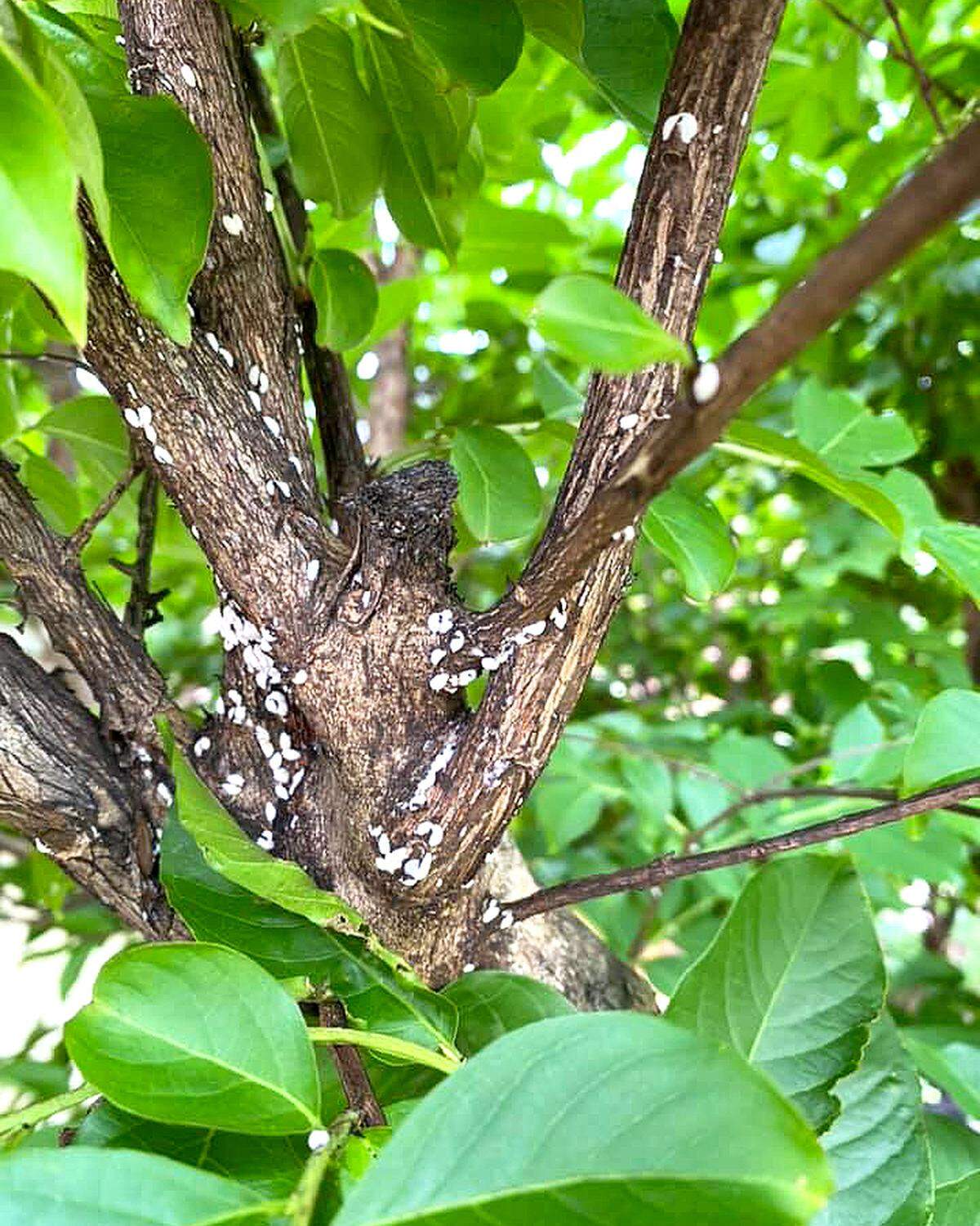 Crape myrtle bark scale.