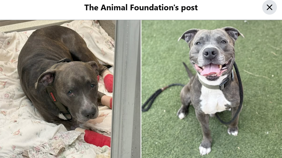 Sweet Baby Gage is on the hunt for a new home.