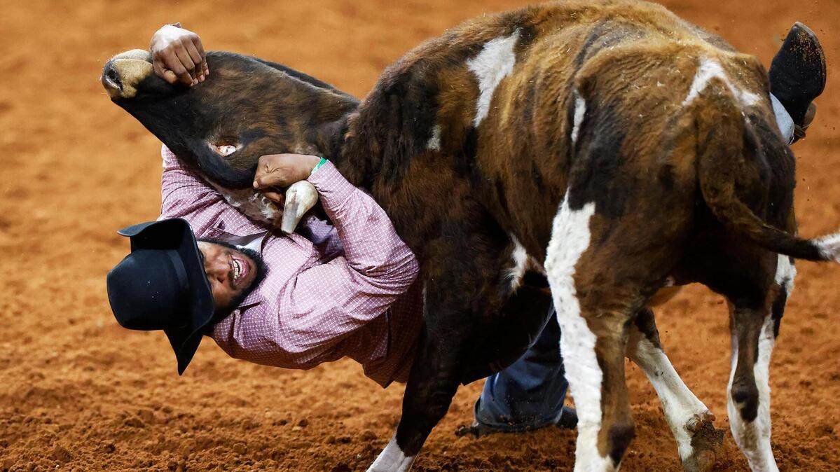 Chase Pierre of Brookshire competes in the steer wrestling event of the Cowboys Color Rodeo on Monday, Jan. 20, 2025, at the Fort Worth Stock Show & Rodeo.