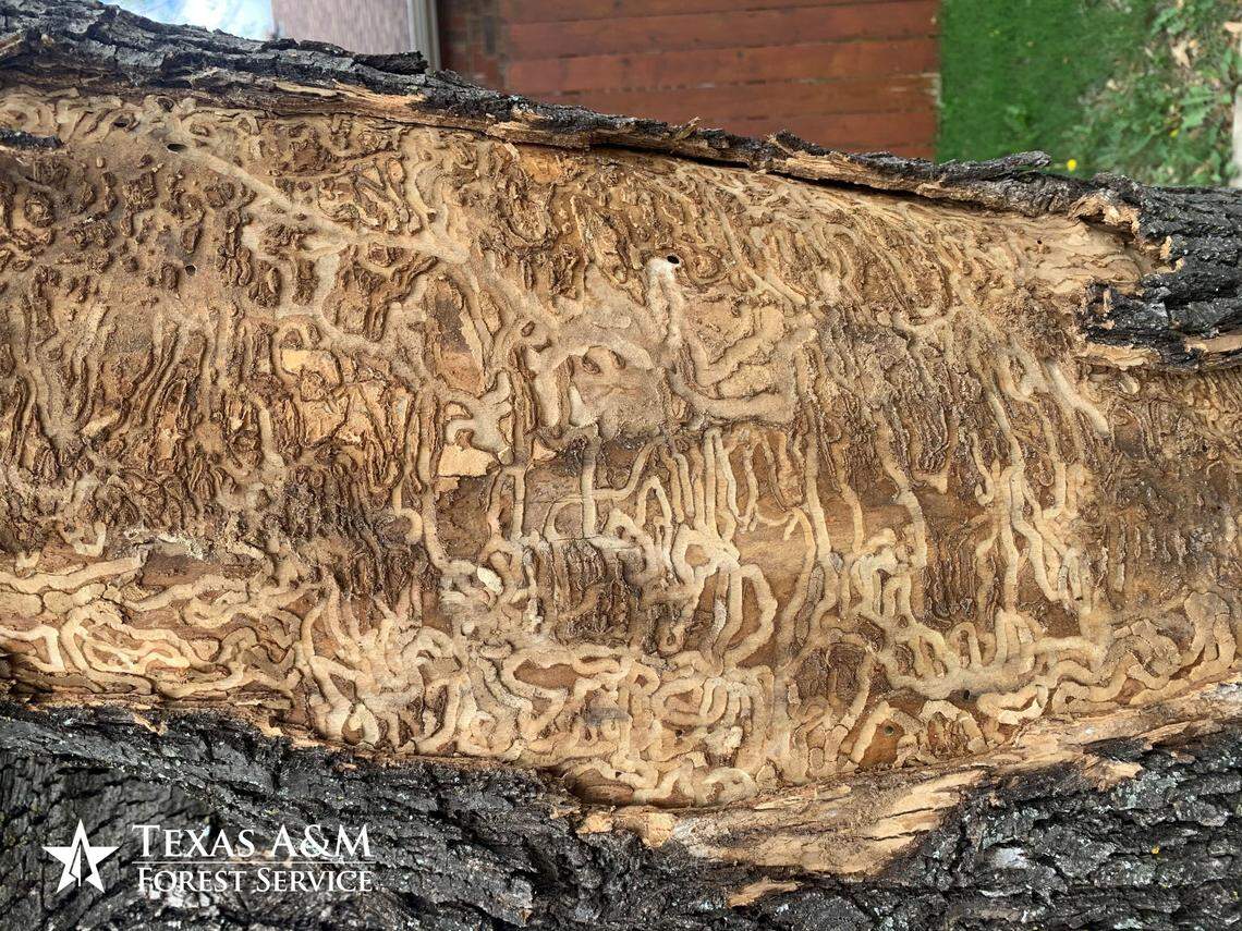 EAB infestation in ash tree in Denton