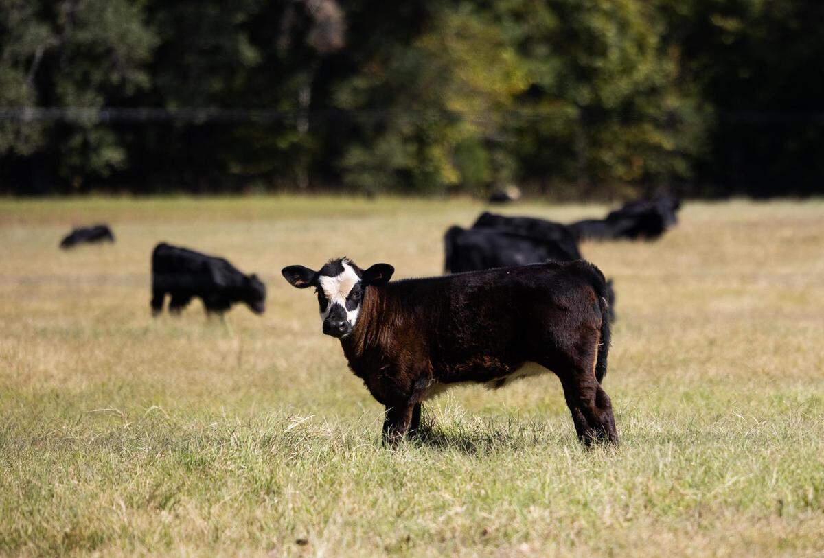 Cows graze on land in northeast Texas that would be flooded if the 66,000 acre Marvin Nichols Reservoir project is approved.