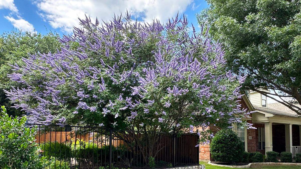 Vitex, a shrub with blue flowers, is in bloom across the Dallas-Fort Worth area in June 2023. The plant grows in almost any type of soil.