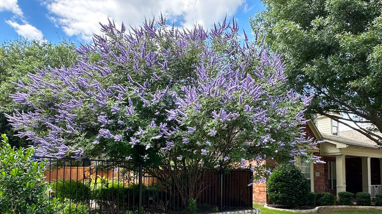 Vitex is in bloom across North Texas. Here’s what to know about the blue-flowering plant