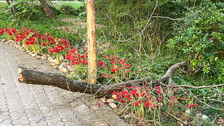 Fall is a benchmark time to care for North Texas gardens. Here’s what you need to do.