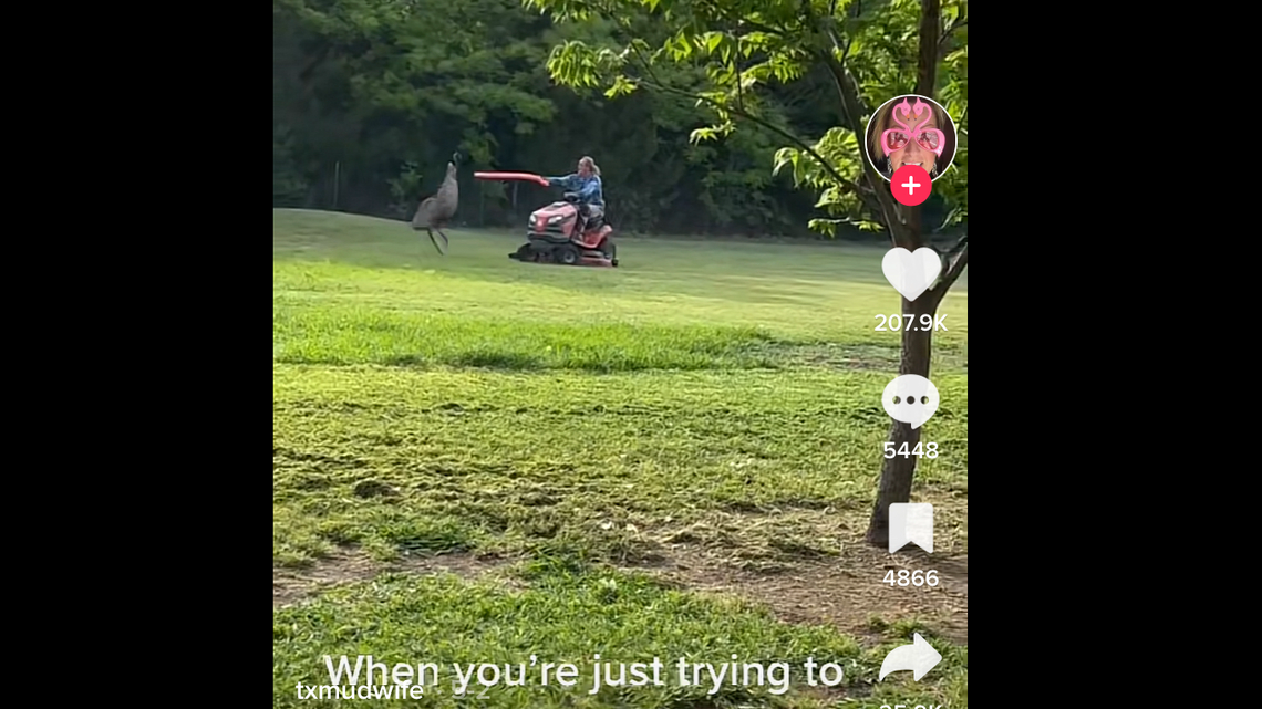 “‘Look, bird, you better get away. Don’t do it. Don’t do it. I’m going to give you the noodle.’”