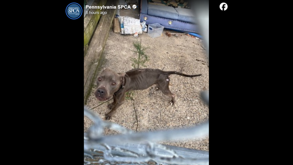 Concerned caller leads PA shelter workers to dogs who ‘could barely make a sound’