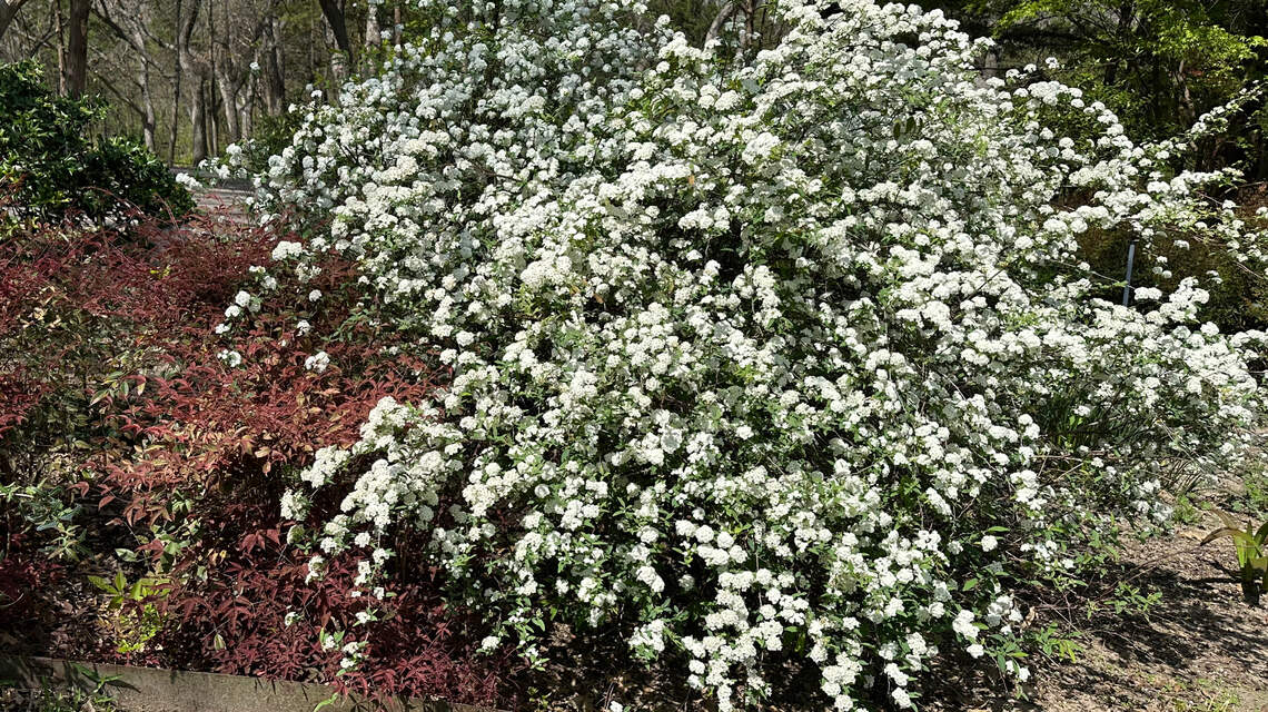 Time to take stock of your North Texas landscape: What to do now for grass and shrubs