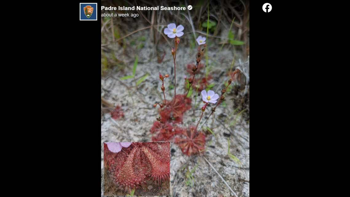 A carnivorous plant was spotted by wildlife officials on Padre Island, in Texas.