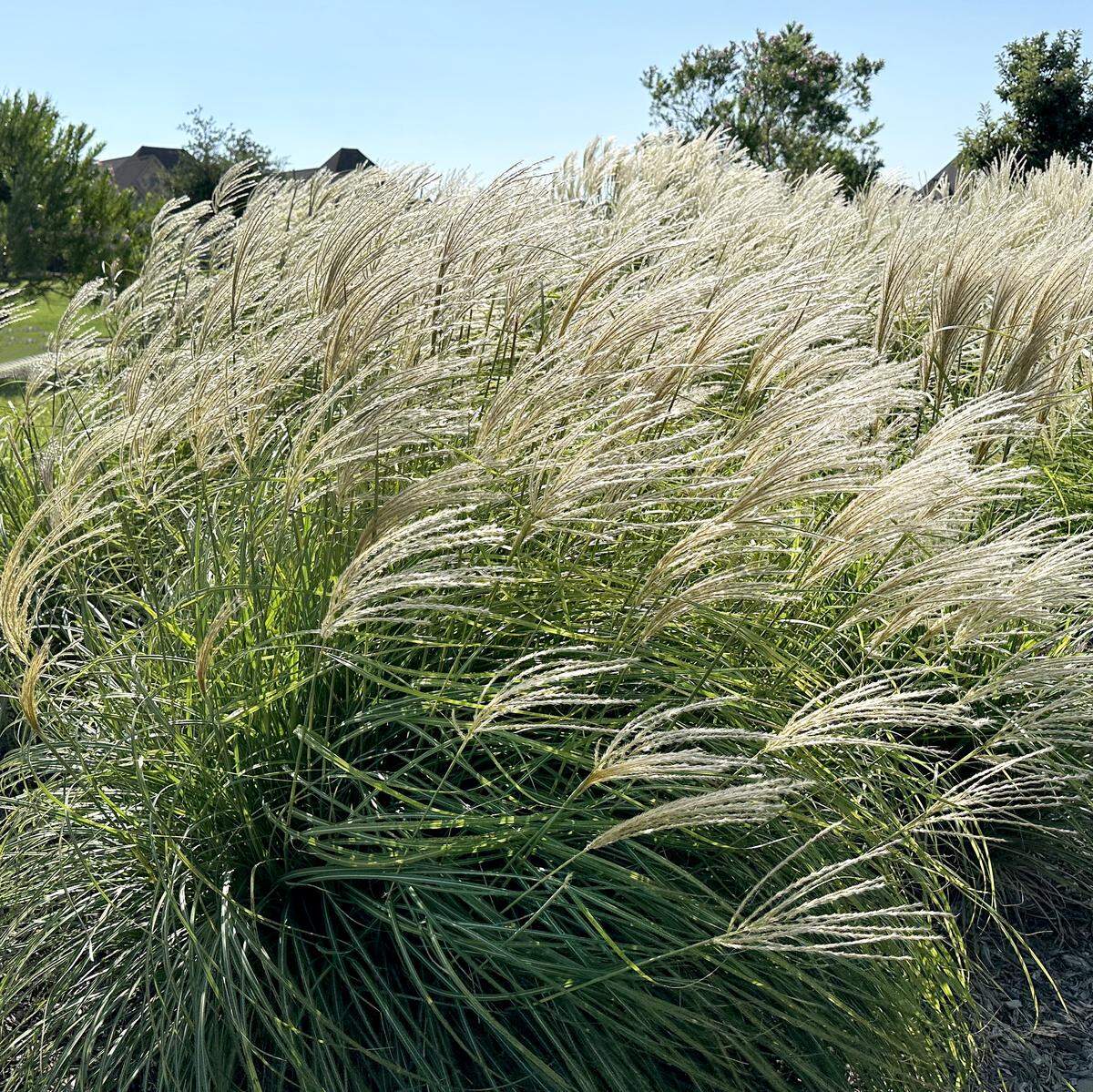 Maidengrass blowing in the wind.