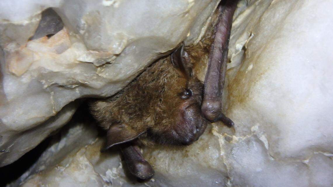 They call it a ‘bat apocalypse.’ The fungus causing it is spreading across Texas