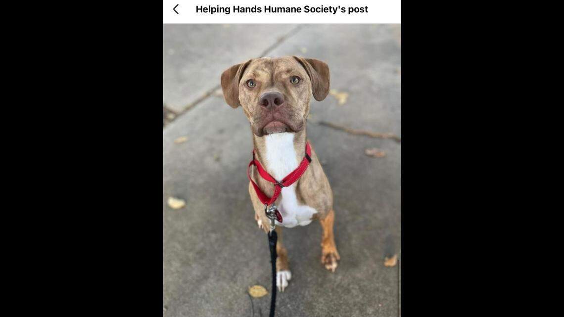 Jojo was found in the alley with his littermates before coming to the Kansas shelter.