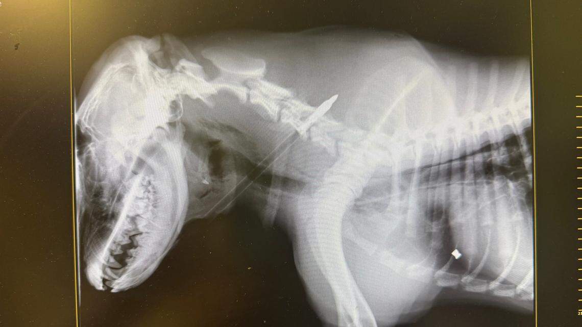 X-ray shows the arrow lodged in Lucky’s trachea.