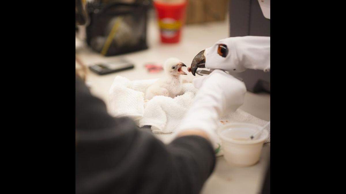 An African fish eagle chick is fed by a zookeeper at the Fort Worth Zoo. The chick is the first of its species to be hatched in the zoo’s history.