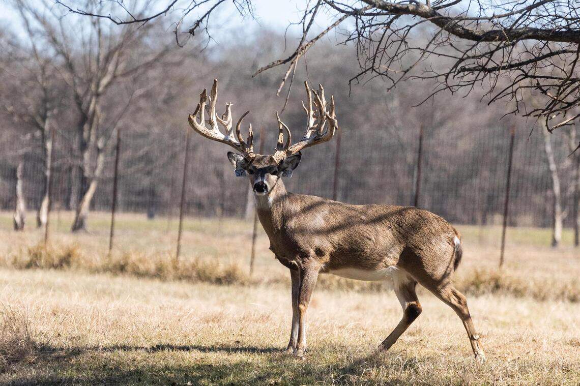 The high stakes of Texas’ whitetail deer breeding industry | Fort Worth ...